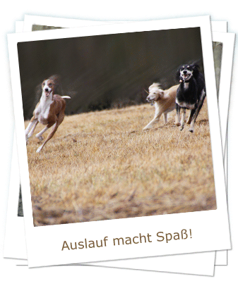 auslauf